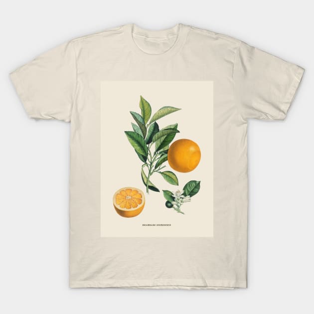 Orange Antique Botanical Illustration T-Shirt by Antiquated Art